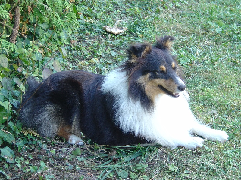 Doly brune des shelties du val de l'eure