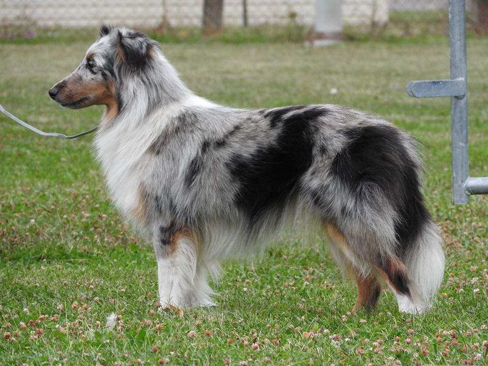 Oceane Des Shelties De La Rose