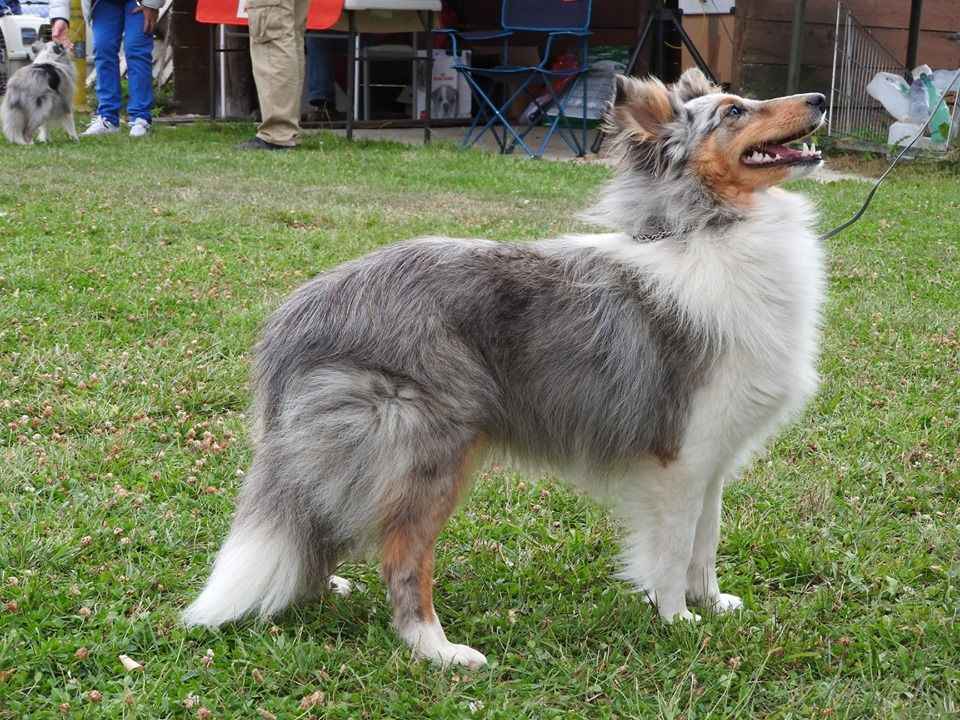 Orphee Des Shelties De La Rose