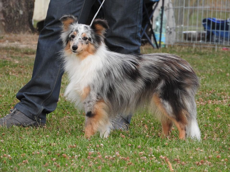 Opaline Des Shelties De La Rose