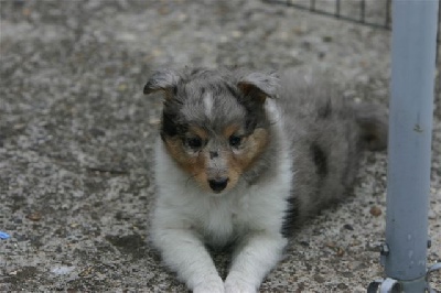 Des Shelties De La Rose - Bientôt l'arrivée de Féline