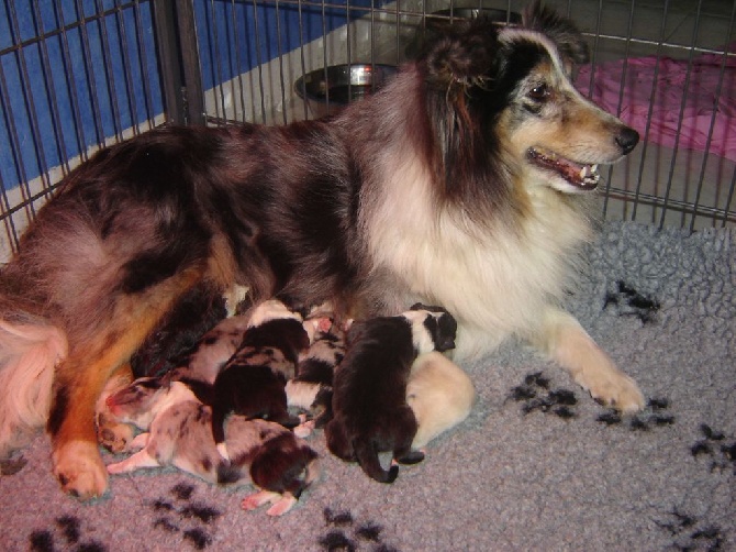 Des Shelties De La Rose - Tous nos bébés du printemps sont nés !!!!!!