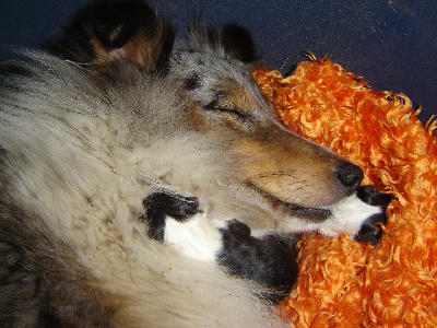 Des Shelties De La Rose - Première portée de Faïence