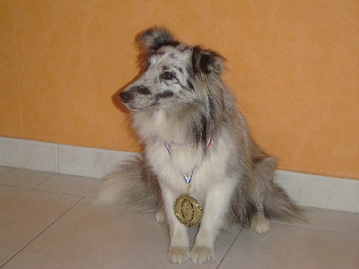 Des Shelties De La Rose - Confirmation D'Elfy