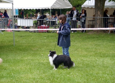 Des Shelties De La Rose - Les satisfactions de 2012 en expositions