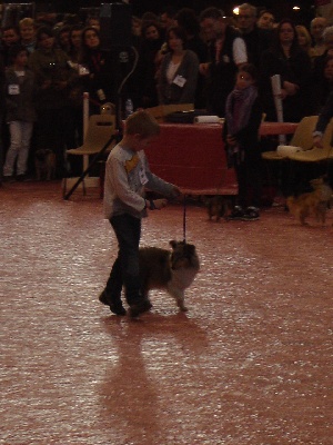 Des Shelties De La Rose - Axel en concours jeune présentateur avec Féline