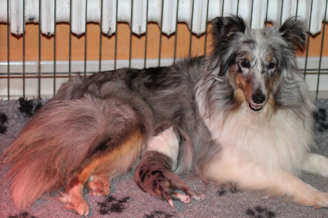 Des Shelties De La Rose - La première portée d'haphrodite