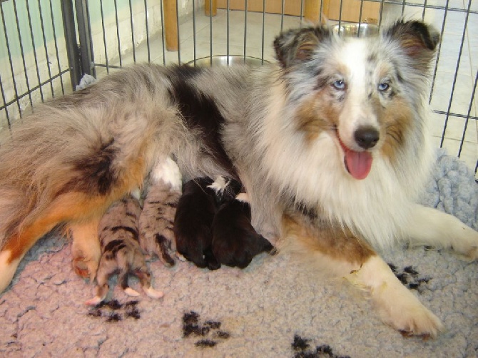 Des Shelties De La Rose - Les premiers bébés 2015 sont arrivés le 18 février 