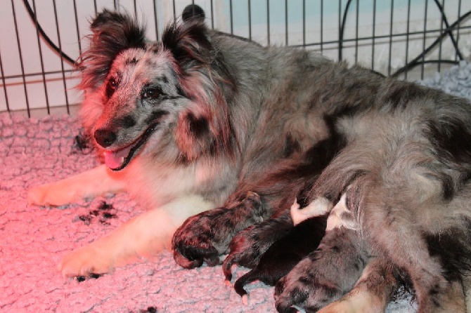 Des Shelties De La Rose - Les chiots d'Elfy sont nés.