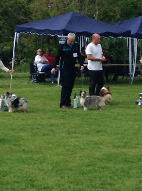 Des Shelties De La Rose - Nos résultats de la nationale d'élevage 2014