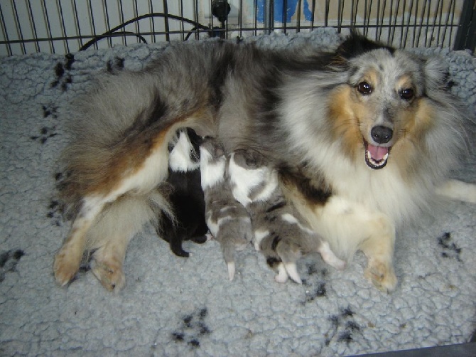 Des Shelties De La Rose - Faience avec ses bébés du 29/08/2014