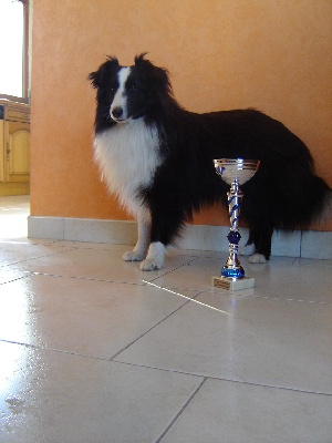 Des Shelties De La Rose - Confirmation D'Eclair