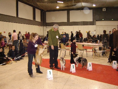 Des Shelties De La Rose - Exposition internationale de TROYES