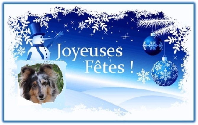 Des Shelties De La Rose - Joyeuses fêtes