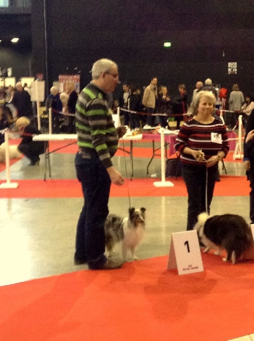 Des Shelties De La Rose - Exposition canine de Troyes