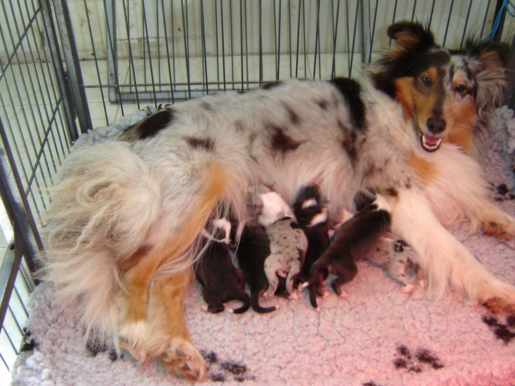 Des Shelties De La Rose - Les bébés de Gessy sont arrivés le 25 avril