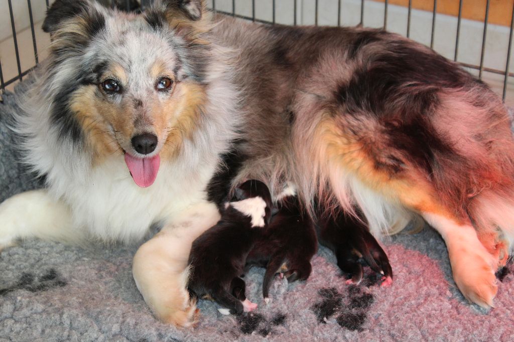 Des Shelties De La Rose - Les chiots de Dilou et Féline sont arrivés