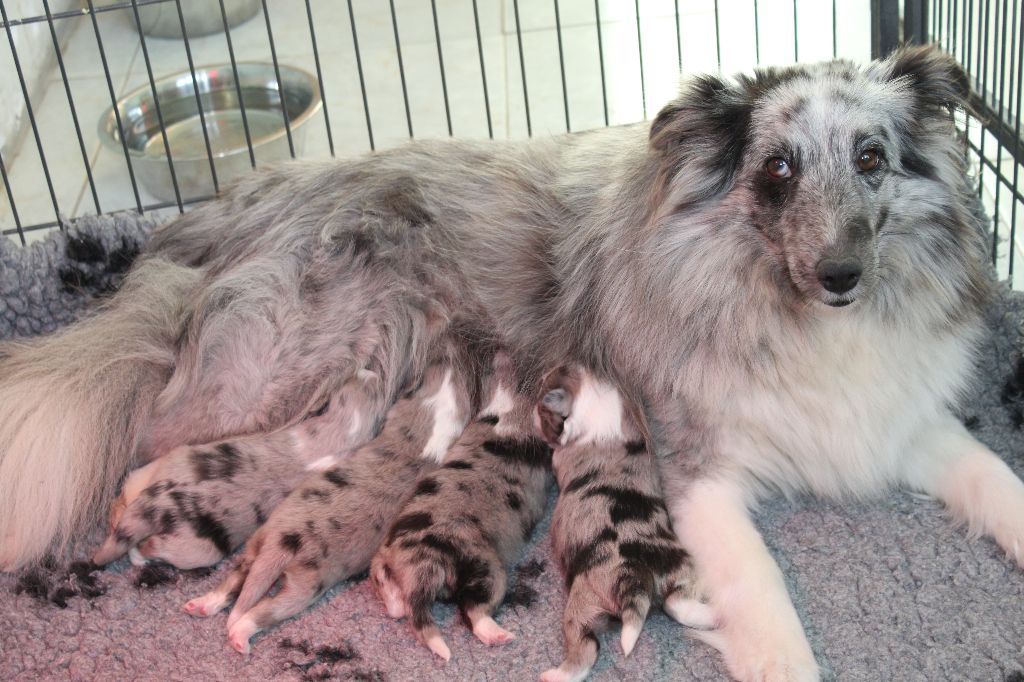 Des Shelties De La Rose - Les premiers bébés 2017 sont nés