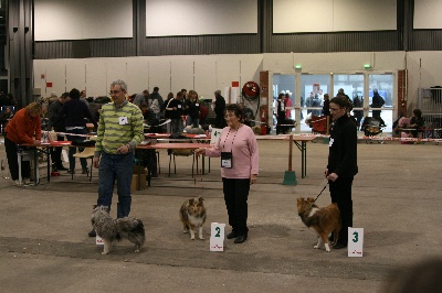 Des Shelties De La Rose - Bravo Elfy première place en Puppy à  Troyes