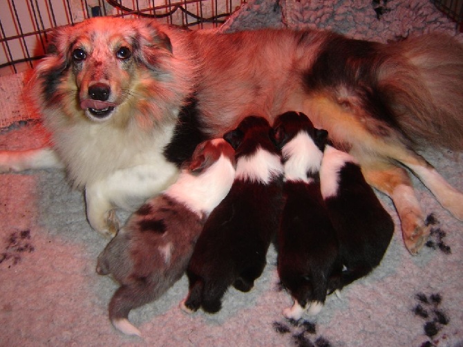 Des Shelties De La Rose - Féline avec ses 4 bébés du 27 octobre.