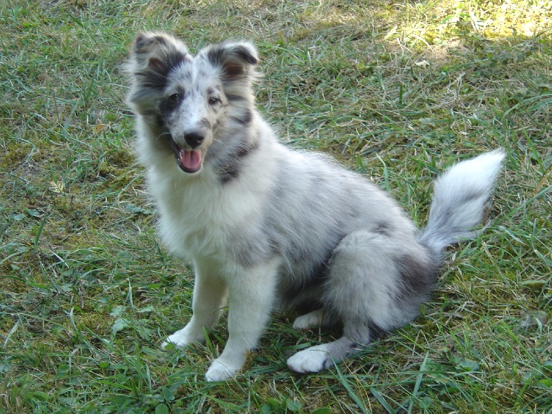 Elfy bleue bicolore du Trésor d'Ysatis