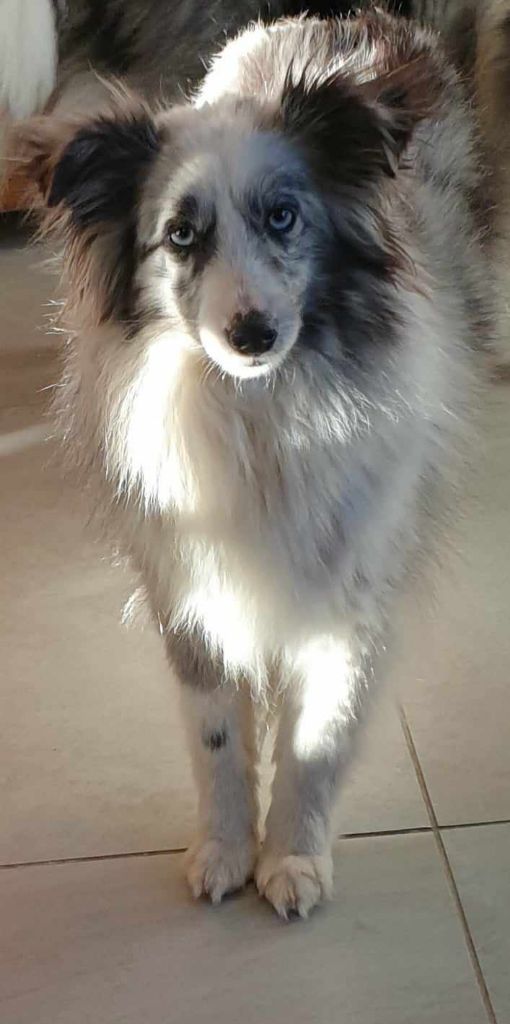 Rose Des Shelties De La Rose