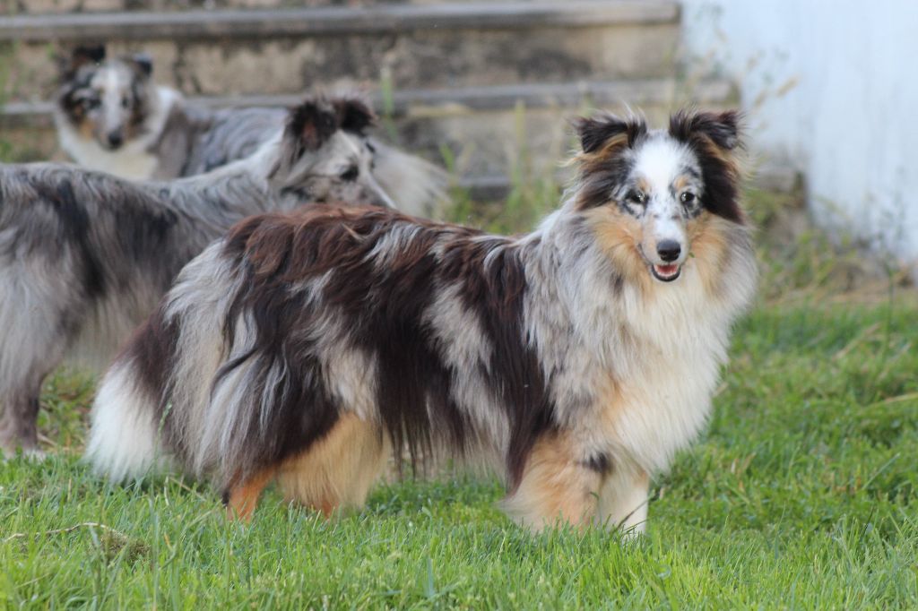 Ness Des Shelties De La Rose