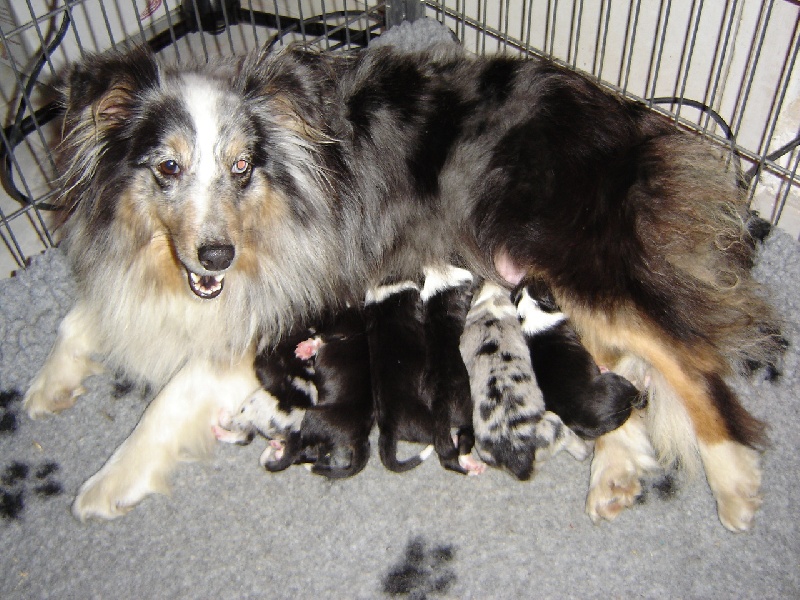 Des Shelties De La Rose - Shetland Sheepdog - Portée née le 09/02/2013