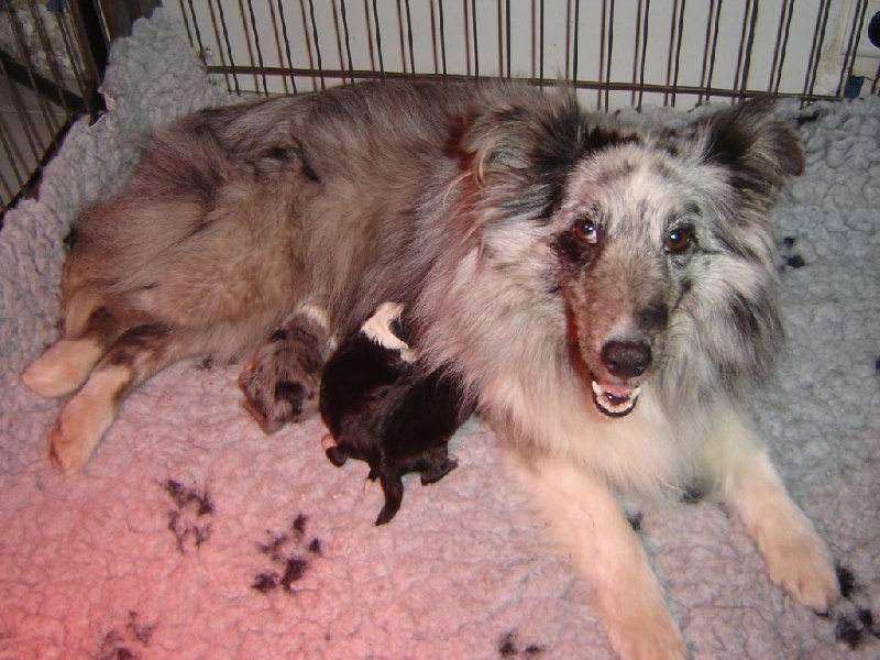 Des Shelties De La Rose - Shetland Sheepdog - Portée née le 15/04/2014