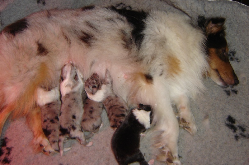 Des Shelties De La Rose - Shetland Sheepdog - Portée née le 09/08/2013
