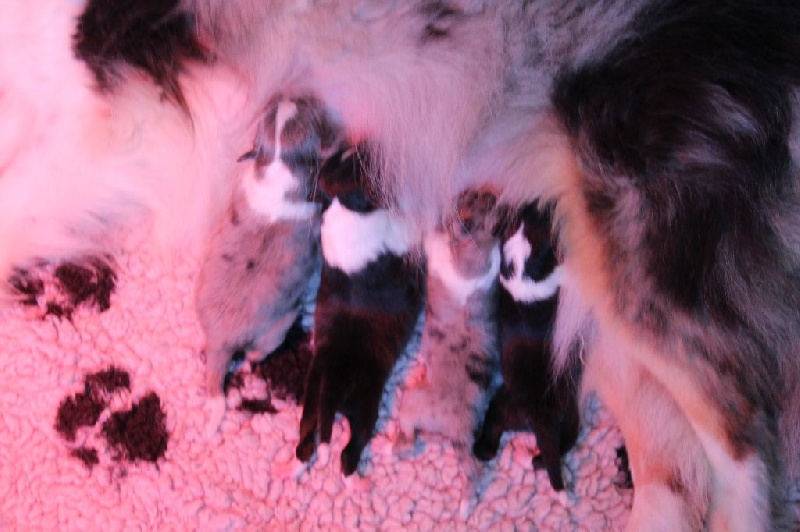 Des Shelties De La Rose - Shetland Sheepdog - Portée née le 21/07/2015