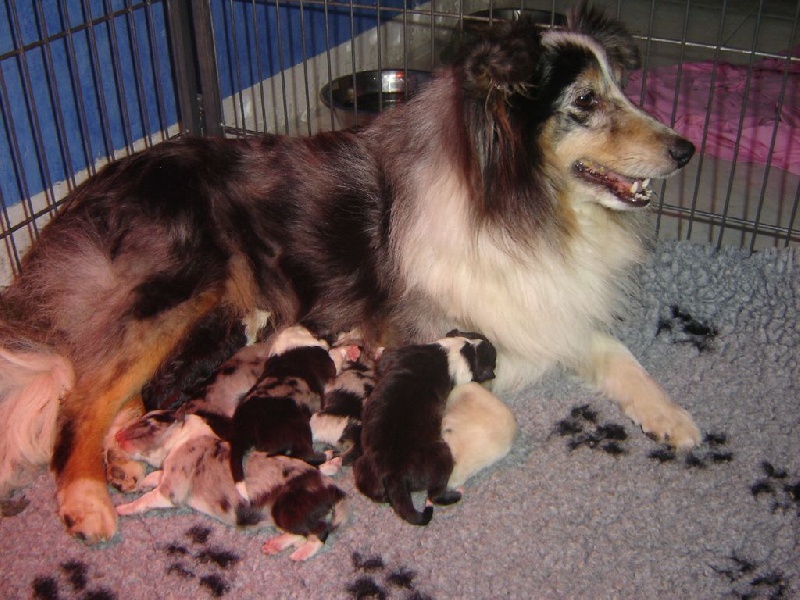 Des Shelties De La Rose - Shetland Sheepdog - Portée née le 24/04/2014