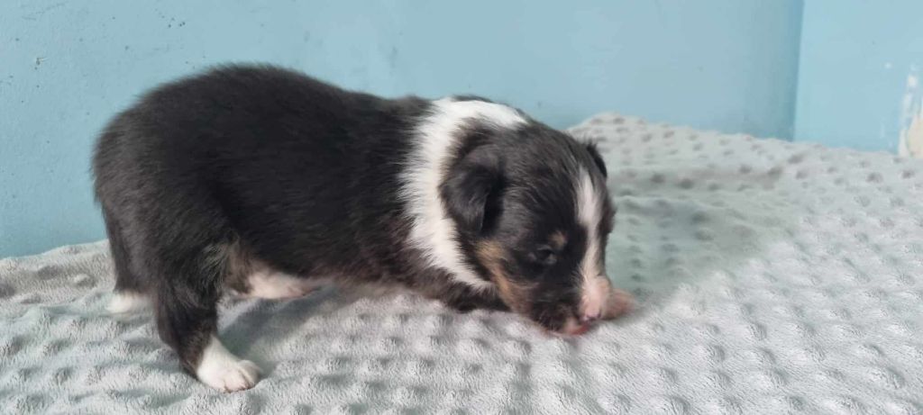 Des Shelties De La Rose - Chiot disponible  - Shetland Sheepdog