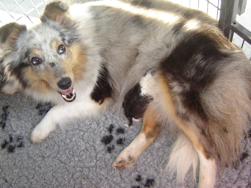 Des Shelties De La Rose - Shetland Sheepdog - Portée née le 28/08/2013