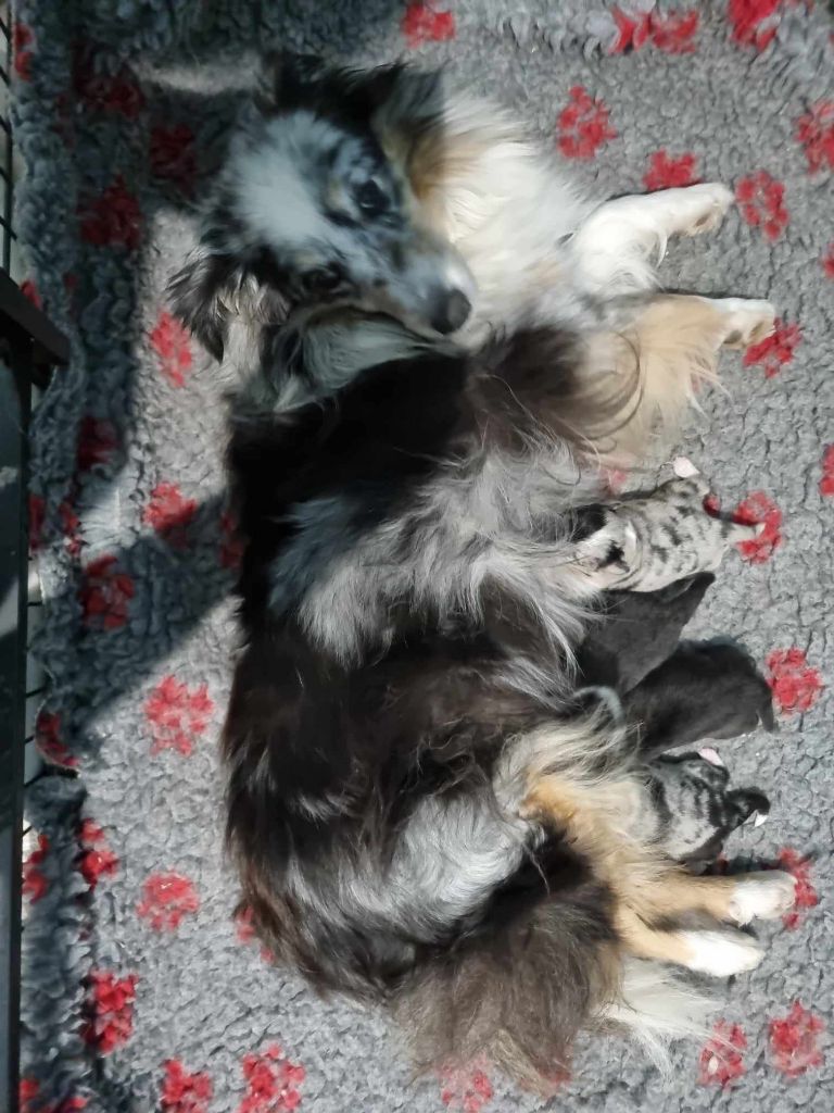 chiot Shetland Sheepdog Des Shelties De La Rose