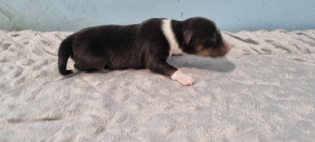 Des Shelties De La Rose - Chiot disponible  - Shetland Sheepdog