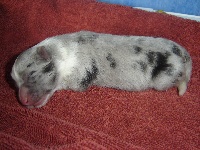 Des Shelties De La Rose - Shetland Sheepdog - Portée née le 10/03/2011