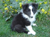 IBOU Noir des shelties de la rose