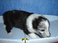 Féérie bleue des shelties de la rose