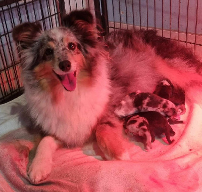 Des Shelties De La Rose - Shetland Sheepdog - Portée née le 11/11/2024