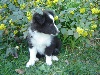 IBOU Noir des shelties de la rose