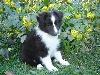 IDEFIX Noir des shelties de la rose