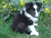 IBOU Noir des shelties de la rose