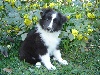 IDEFIX Noir des shelties de la rose