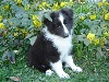 IDEFIX Noir des shelties de la rose