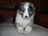 ICARE Bleu des shelties de la rose