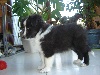 IDEFIX Noir des shelties de la rose