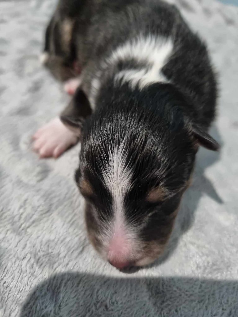 Des Shelties De La Rose - Chiot disponible  - Shetland Sheepdog