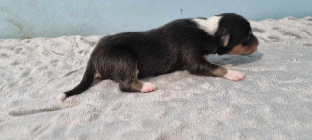 Des Shelties De La Rose - Chiot disponible  - Shetland Sheepdog