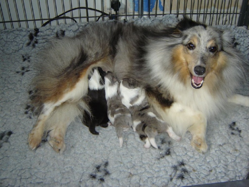 Des Shelties De La Rose - Shetland Sheepdog - Portée née le 29/08/2014